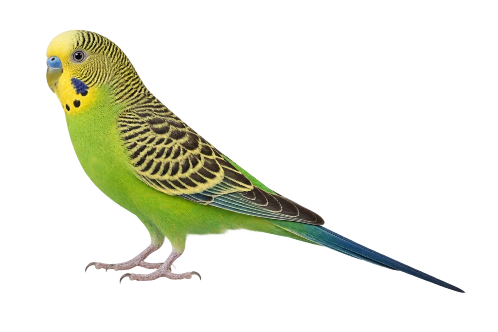 Budgerigar