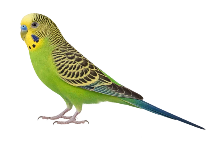 Budgerigar