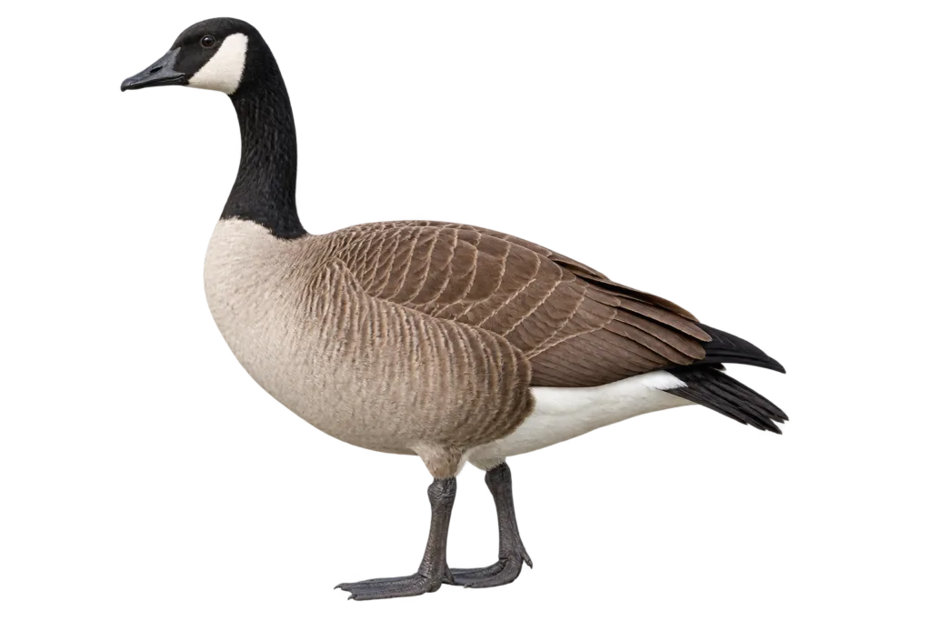 Canada Goose