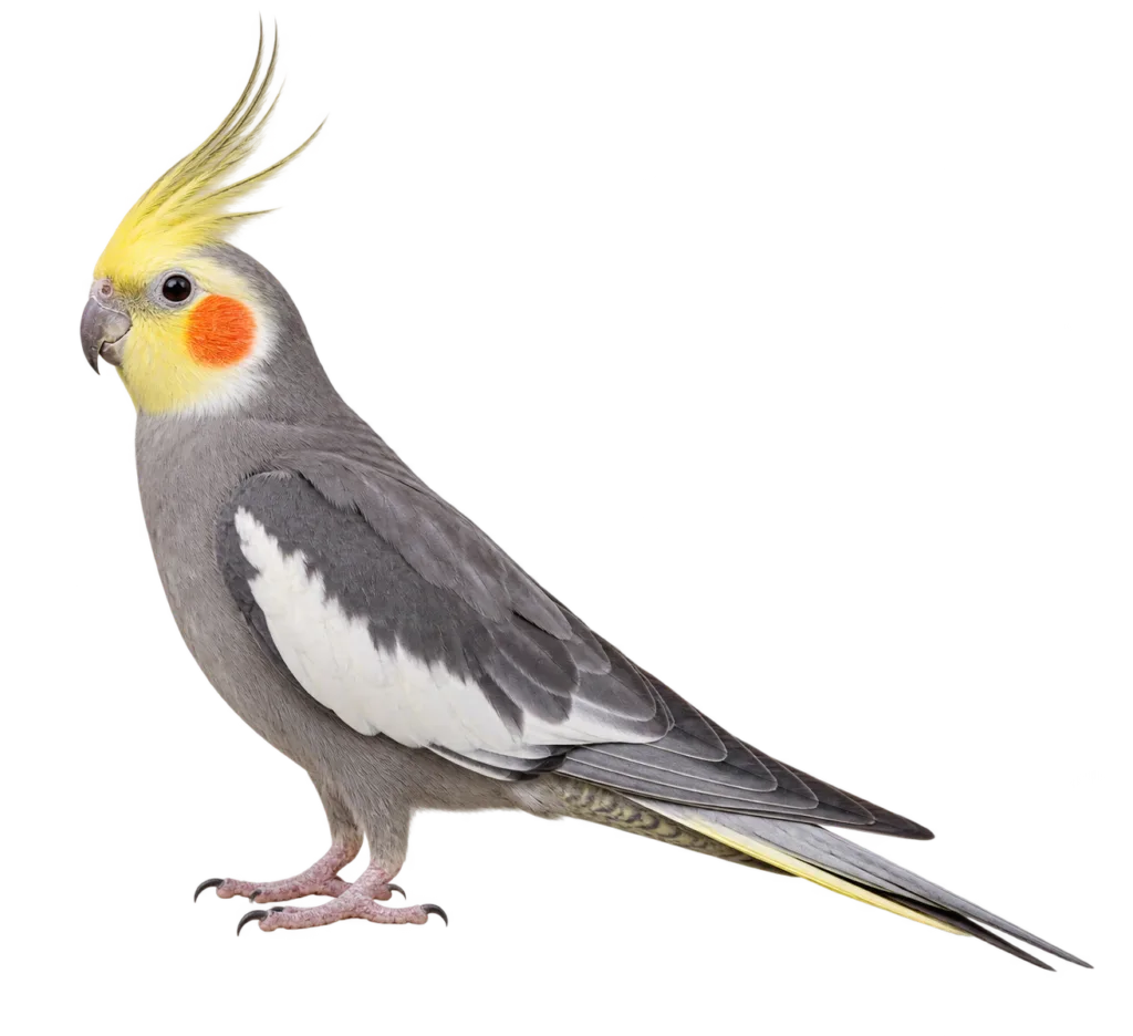 Cockatiel