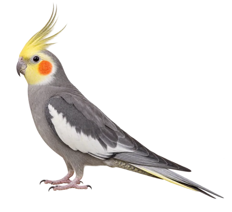 Cockatiel