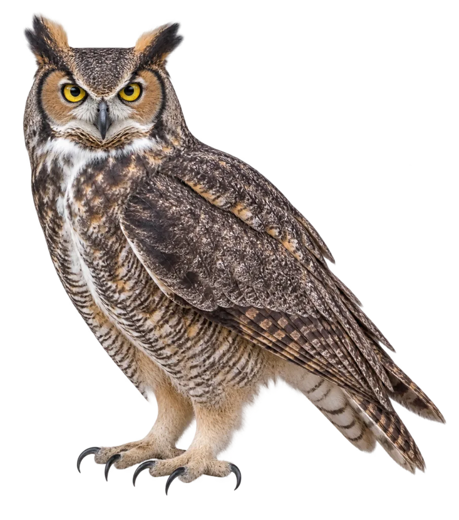 Great Horned Owl