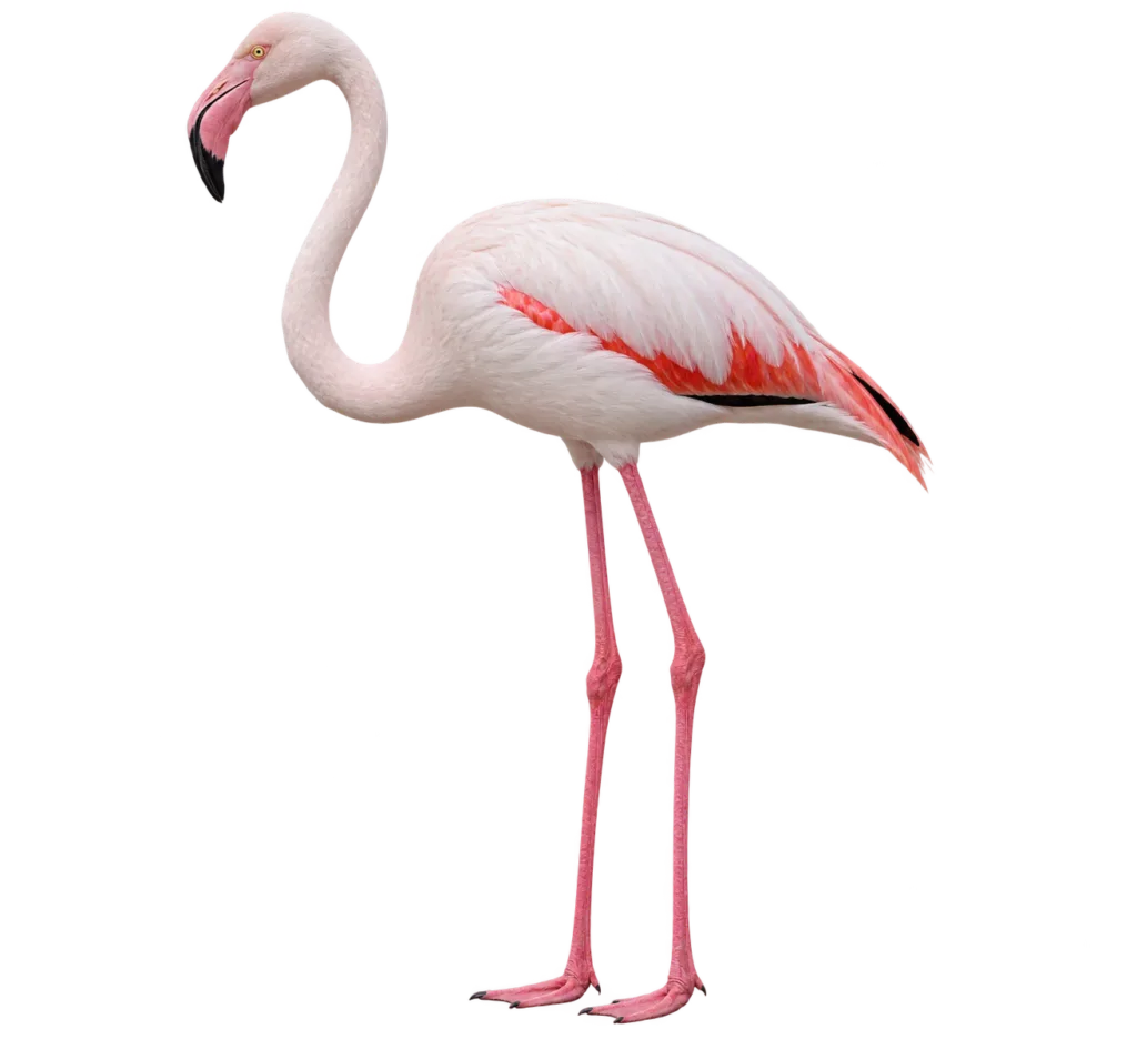 Greater Flamingo