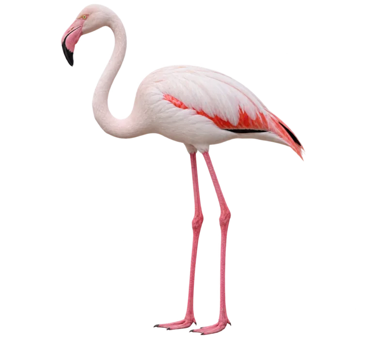 Greater Flamingo