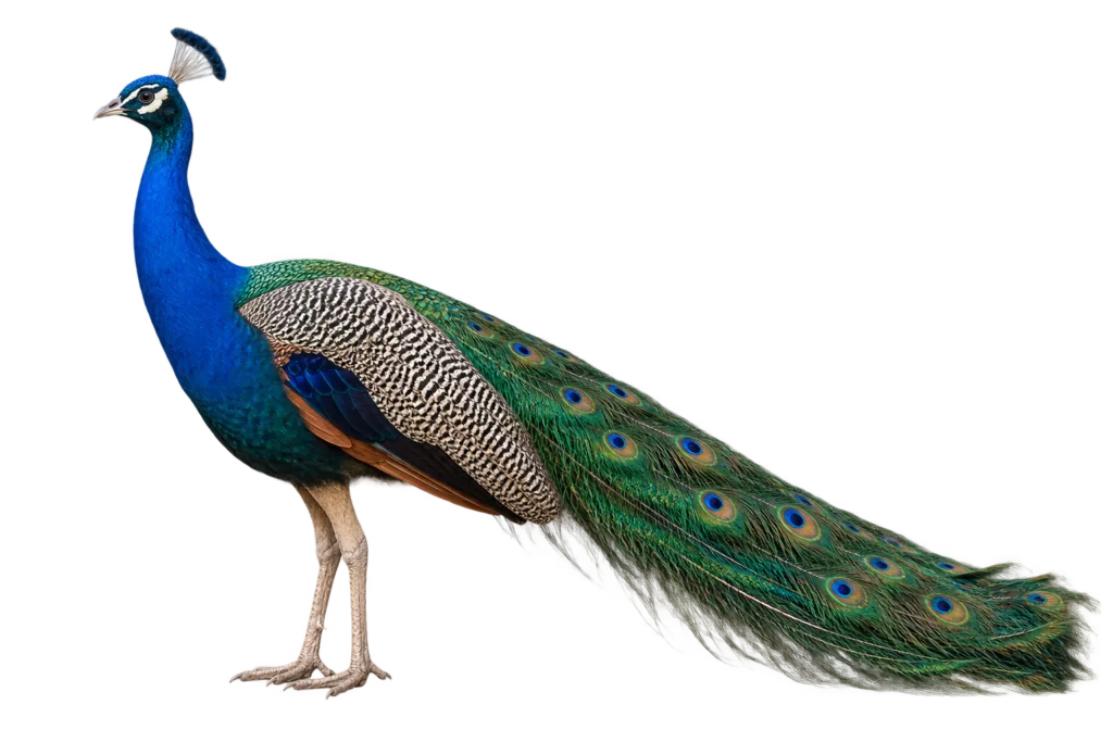 Indian Peafowl