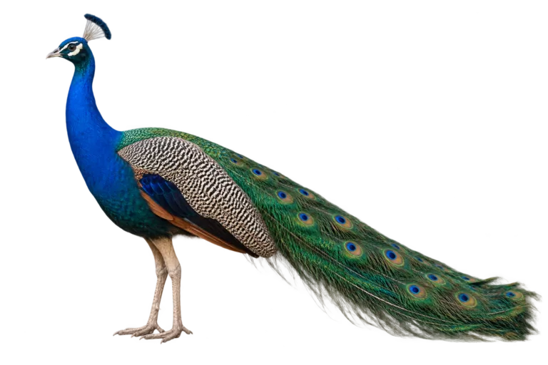 Indian Peafowl