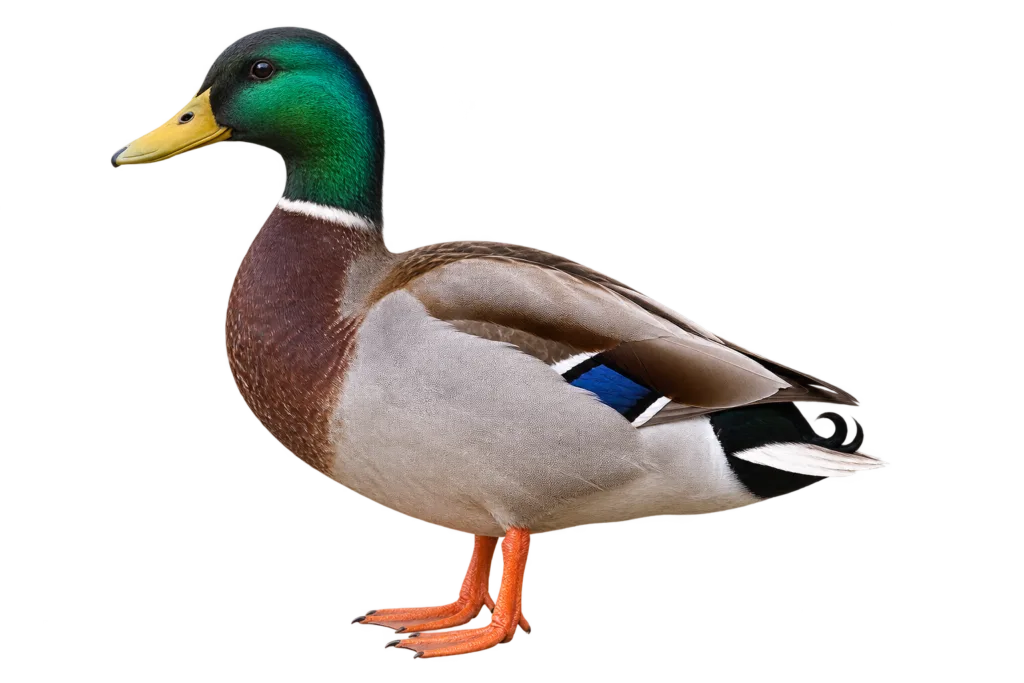 Mallard