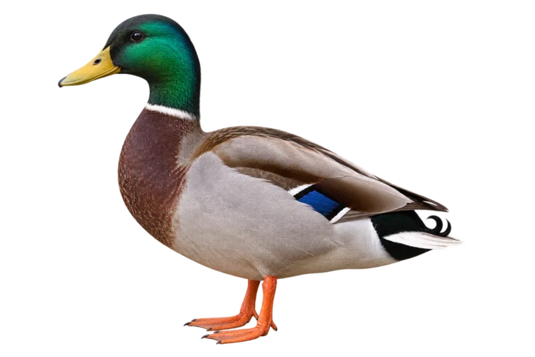 Mallard
