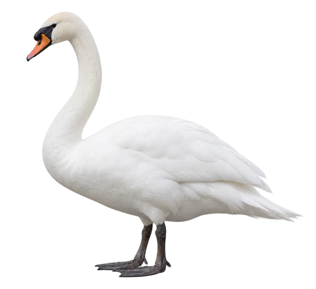 Mute Swan