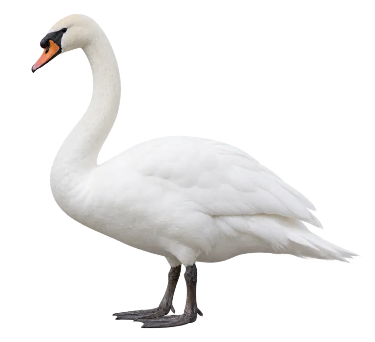 Mute Swan