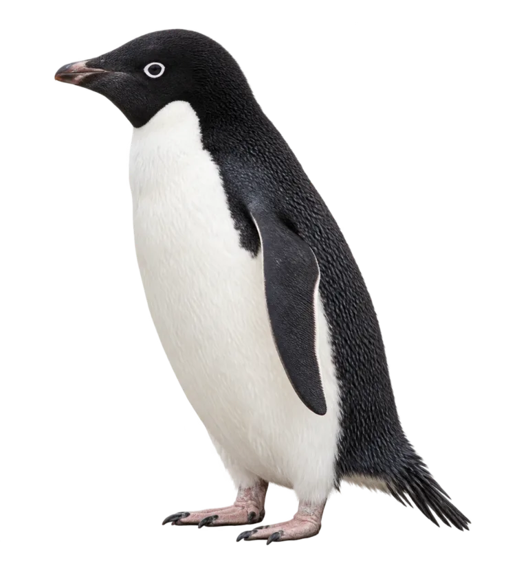 Adelie Penguin