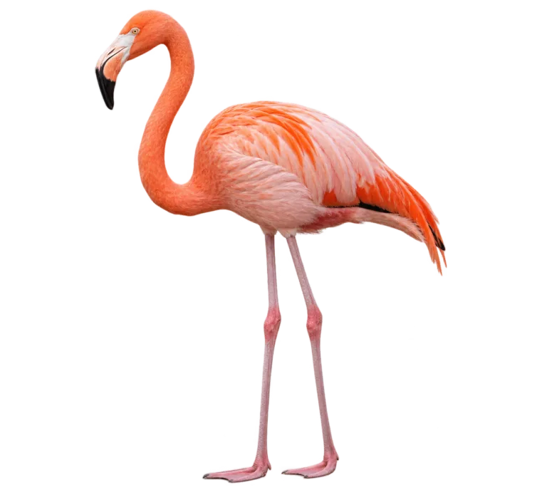 American Flamingo
