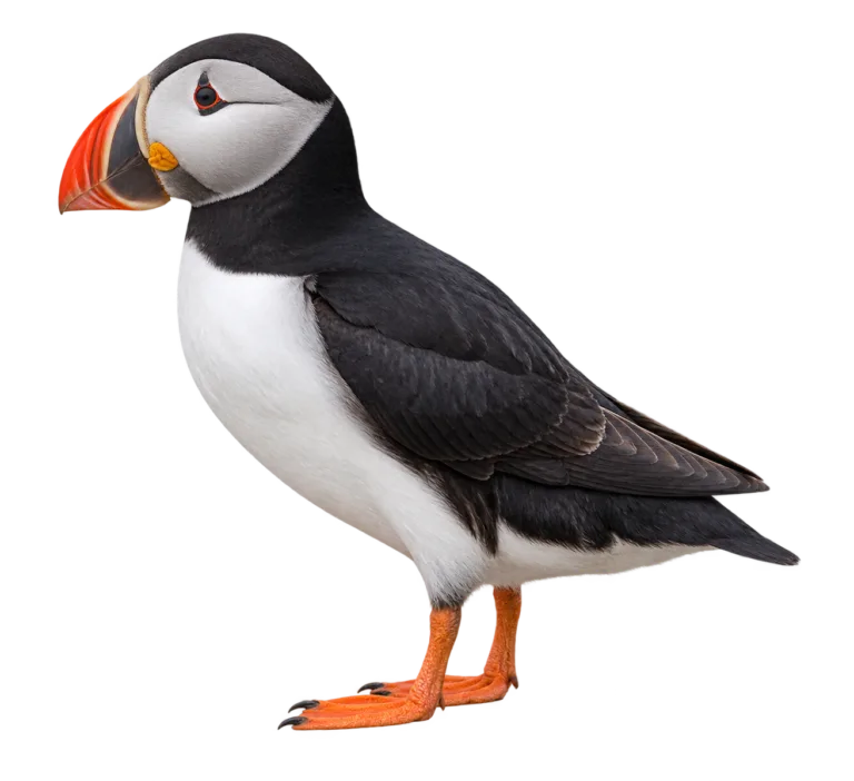 Atlantic Puffin