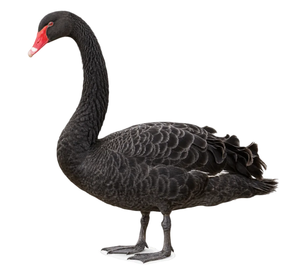 Black Swan