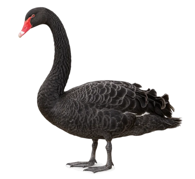Black Swan