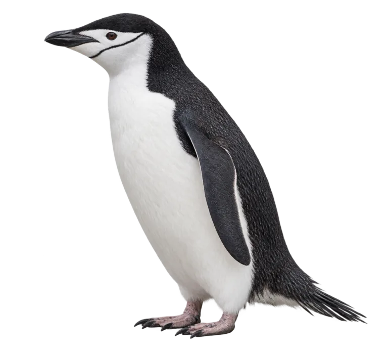 Chinstrap Penguin
