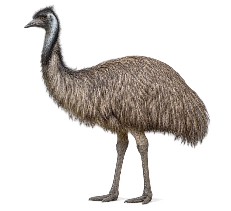 Emu