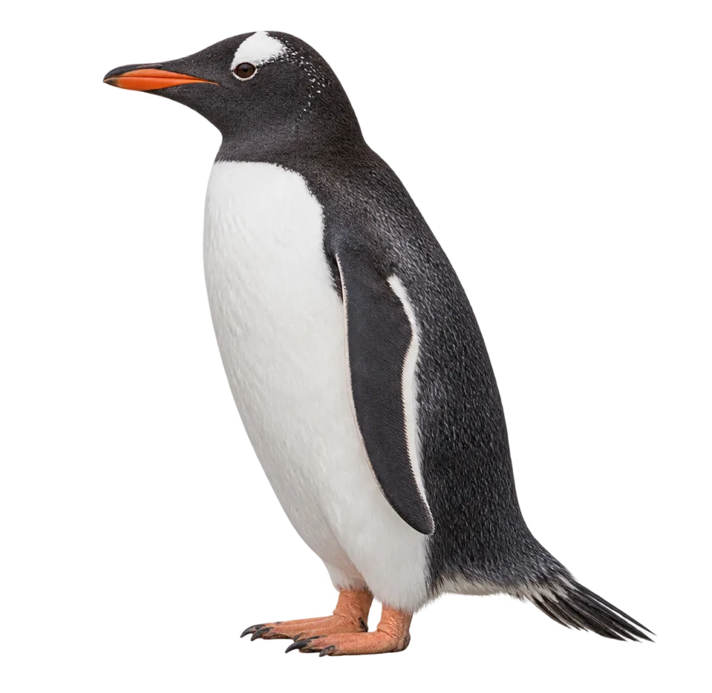 Gentoo Penguin