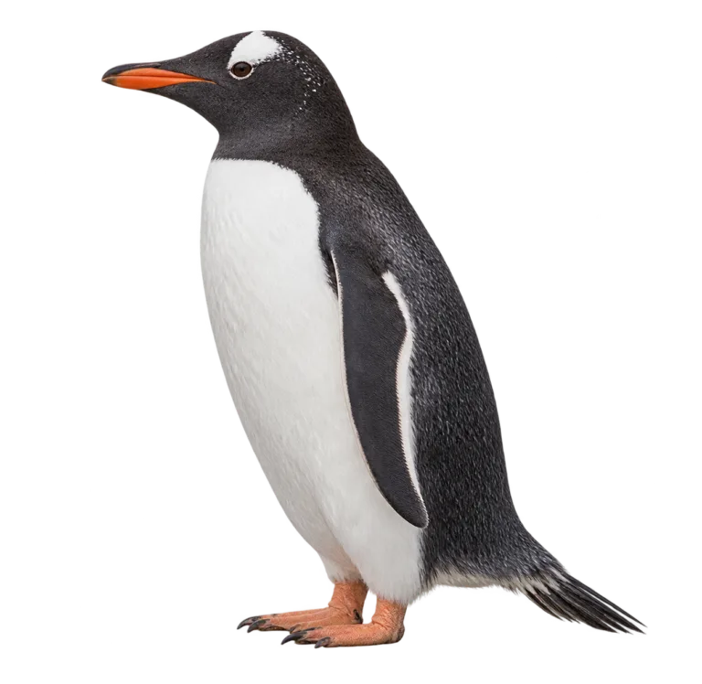 Gentoo Penguin