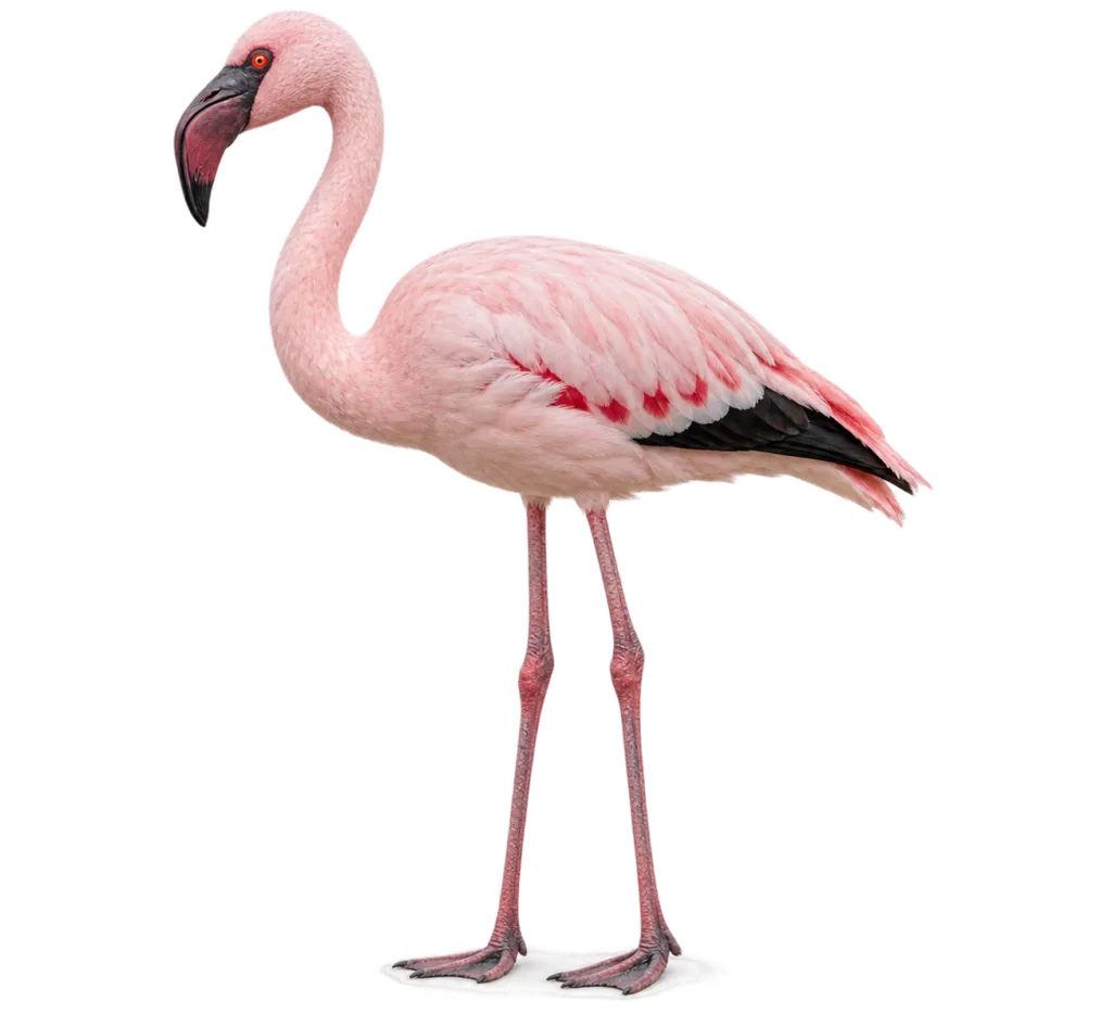 Lesser Flamingo