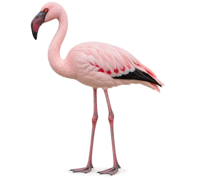 Lesser Flamingo