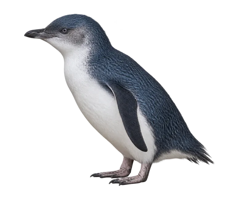 Little Penguin
