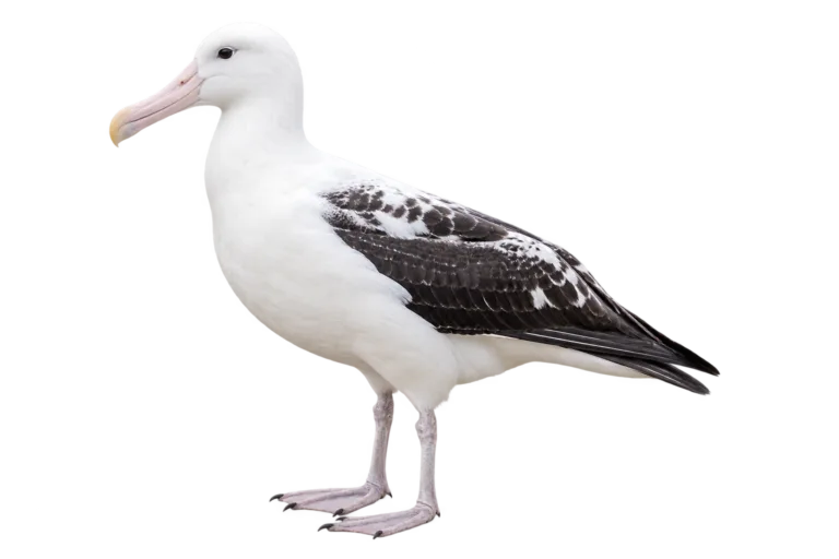 Snowy Albatross