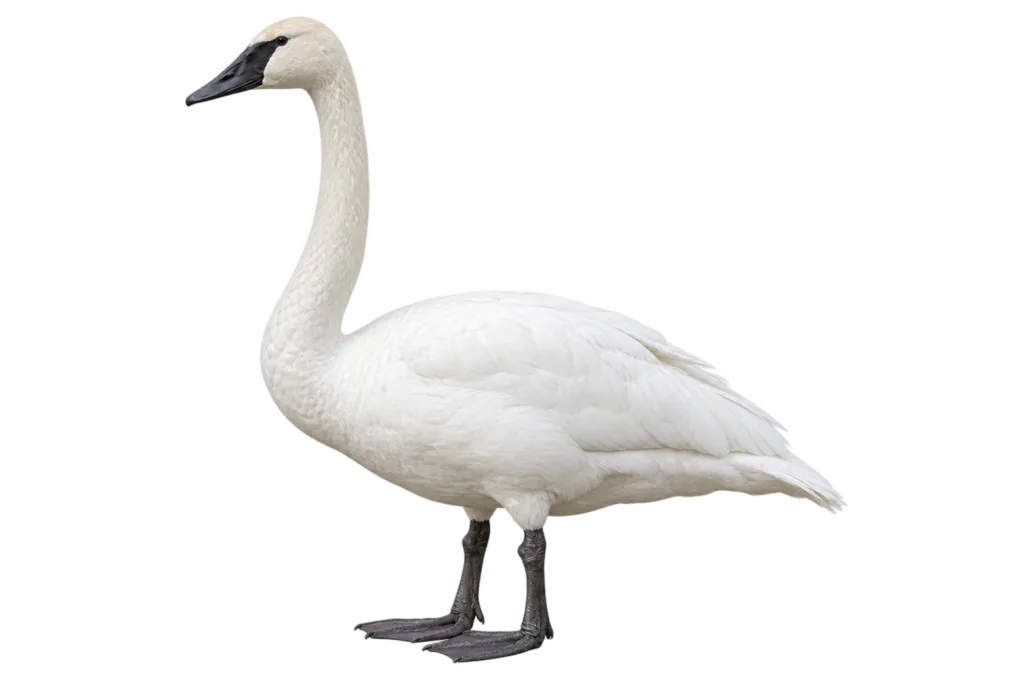 Trumpeter Swan