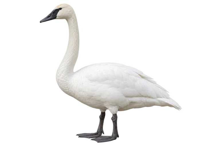 Trumpeter Swan