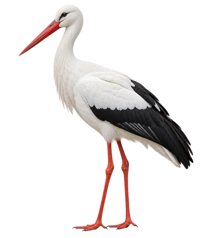White Stork