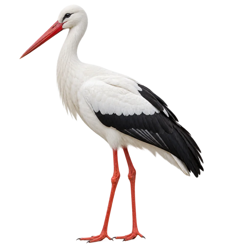 White Stork