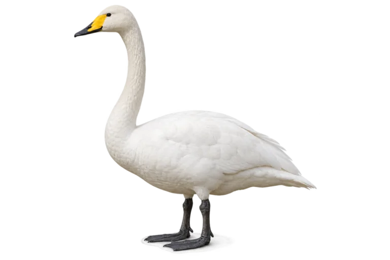 Whooper Swan