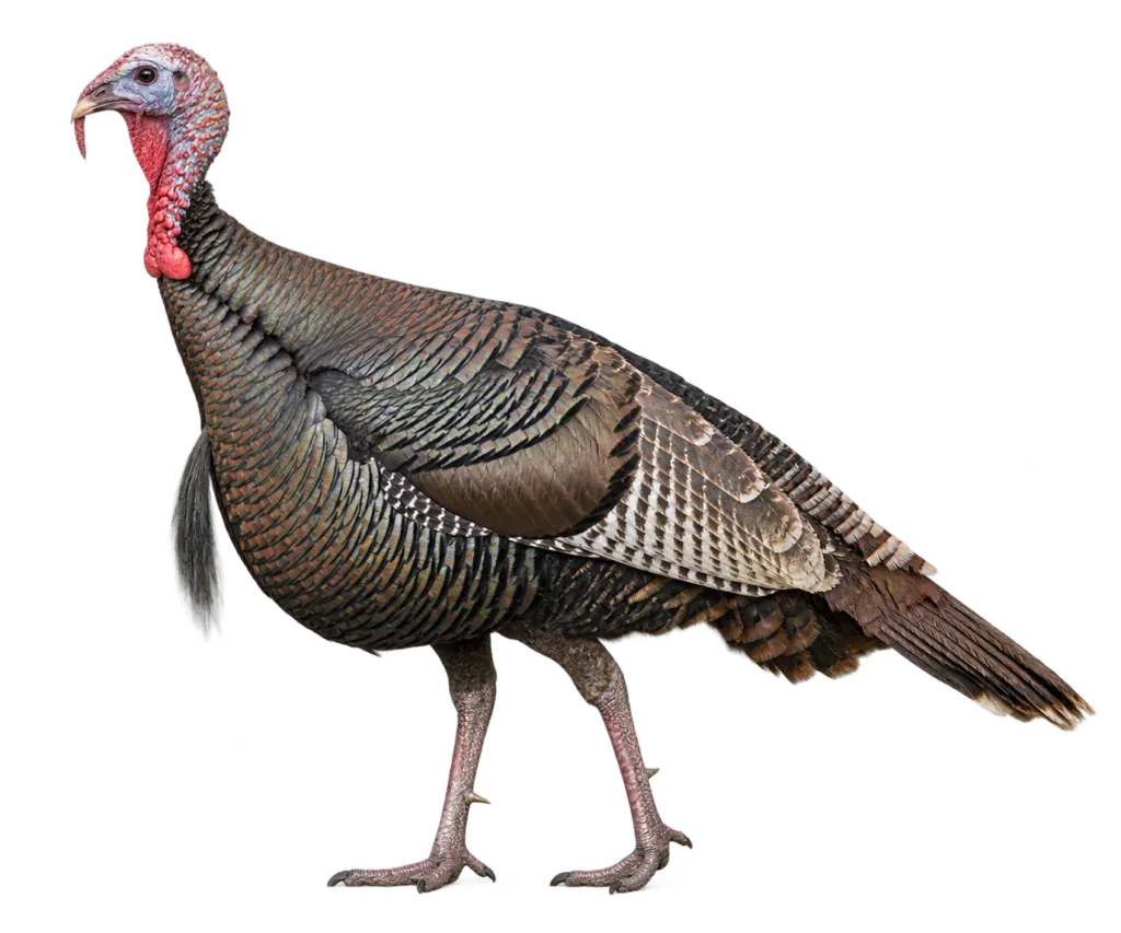Wild Turkey