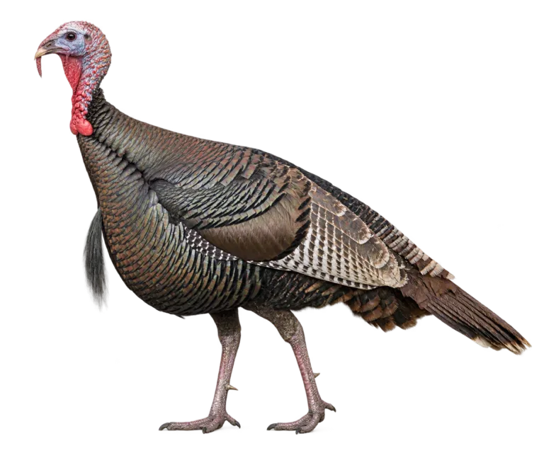 Wild Turkey