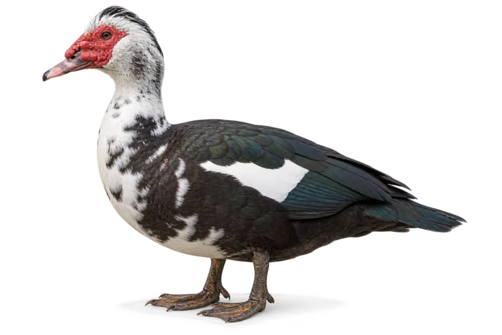 Muscovy Duck